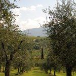 Olivenhain in der Toskana - Italien
